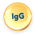IgG